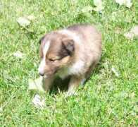 woodhueshelties.com Lightboy