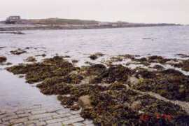 ronaldsnoeck.com Lihou