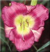 mariettagardens.com Likie