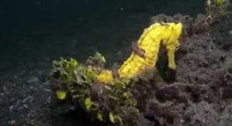 divezone.net Likuan