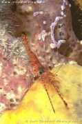 visualdiving.com Likuan