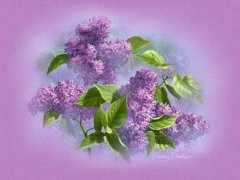 poetrybyginny.com Lilacs