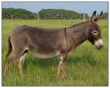 momsdonkeys.com Lilangels