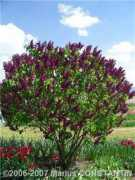 gallery.mconstantin.eu.org Liliac