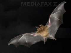 mediafax.ro Liliac