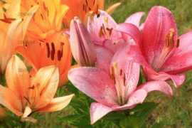 zoonar.com Lilien