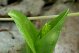 polyploid.net Lilif