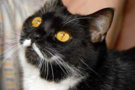 Lilike