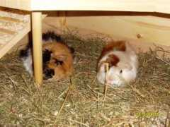 notmeerschweinchen-berlin.de Lililu