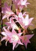 panoramio.com Liliom