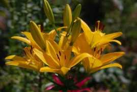 Lilios