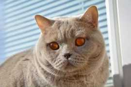 Lilka