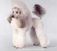 poodles-in-scandinavia.com Lilleba