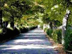 paradoxplace.com Lilliano