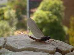 troutbum.co.nz Lillii