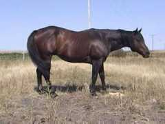 northernhorse.com Lills