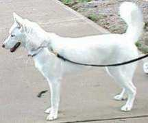 hhuskycolors.com Liloup