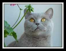 sweetcalimero.cz Lilova