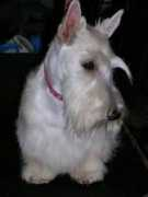 roscotkennel.com Lilrose