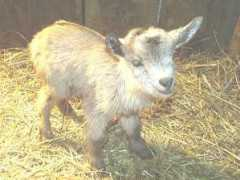 critterhaven.com Lilsis