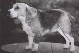 aladarbeagles.com Lilsis