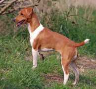 saxonplummerterriers.co.uk Lilybel