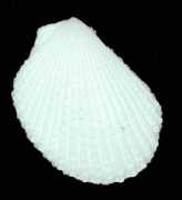 seashells.com Limalima