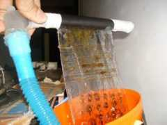 aquaticplantcentral.com Limantara