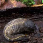 Limax