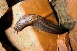 nicksspiders.com Limax