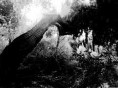 Limb