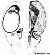 salticidae.org Limbat