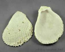 shells.tricity.wsu.edu Limea