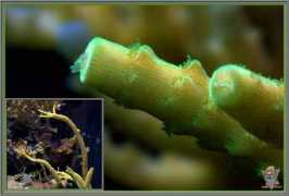 reefs.org Limelite