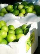 Limes