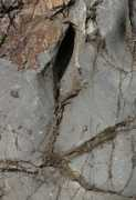 fireflyforest.net Limestone