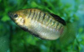 Limia