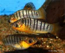 Limia