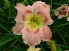 lidaylily.org Limmer