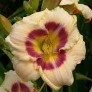 lidaylily.org Limmer