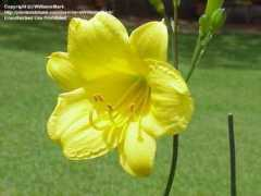 Limmon