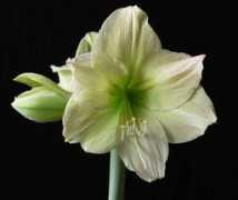 emaryllis.com Limona