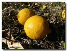 fotothing.com Limones