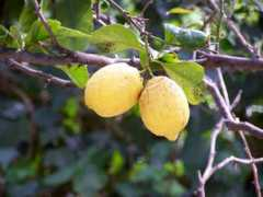 Limoni