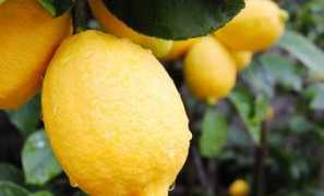 econote.it Limoni