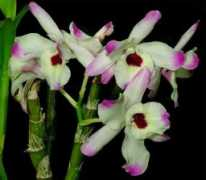 exoticrainforest.com Linaman