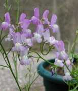 davesgarden.com Linara