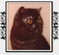 showcatsonline.com Linara