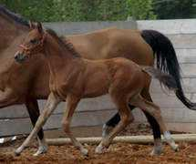 luxesporthorses.com Linario