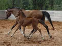 luxesporthorses.com Linario